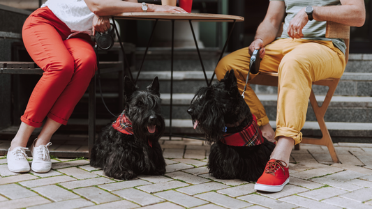 Eticheta canină: Cum să fii un exemplu de urmat în parcurile de câini și la cafenele?
